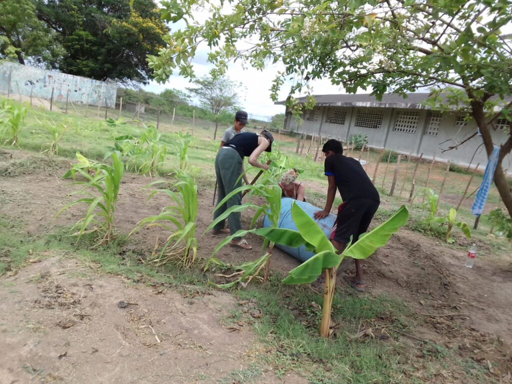 Anlage der Bananen-Plantage in Los Frailes