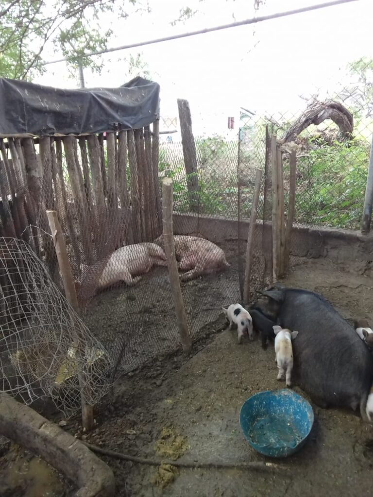 Schweinehaltung in Los Frailes zum Erzielen von Einkünften